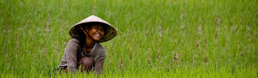 Ricefield in October in Northern-Laos